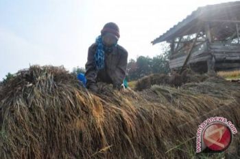 Menunggu Optimalisasi "Bumi Petani" Waykanan 