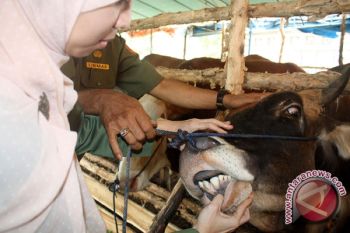 Petugas Peternakan periksa kesehatan hewan kurban
