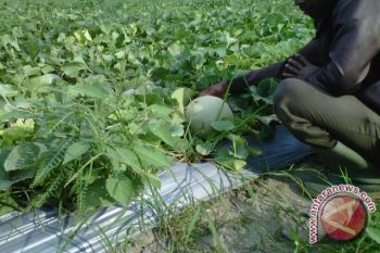 Petani melon diminta utamakan pupuk organik