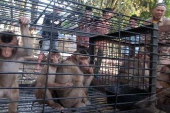 PENJUALAN BERUK