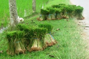 Legislator: Perbanyak Pemberian Bibit Pangan Kepada Petani
