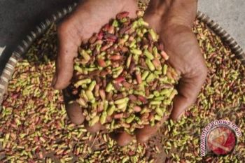 Harga Cengkih Di Palu Tembus Rp150.000/kg