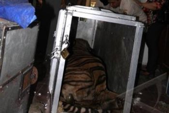 Kemenhut Minta Keterangan Garuda Soal Kematian Harimau