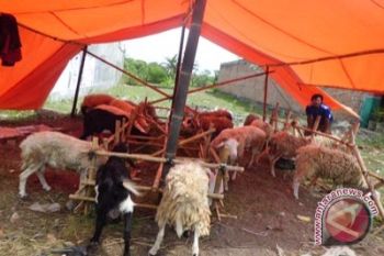 1.000 kambing kurban disembelih di Lereng Merapi