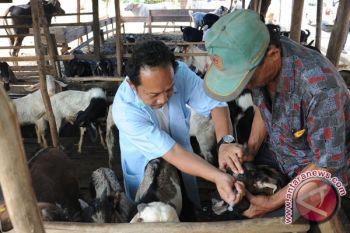 Dinas peternakan gelar pengobatan hewan massal 