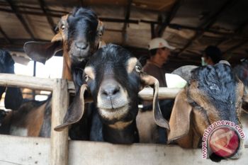 Timor Leste ekspor kambing ke Indonesia