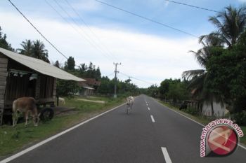 Aneh ! Lampung Kok Kekurangan Daging Sapi 