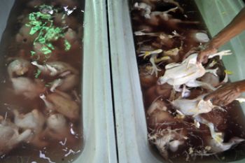 AYAM POTONG