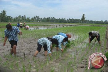 JSC terjunkan sarjana pertanian ke 50 kabupaten 