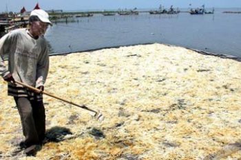 PANEN RUMPUT LAUT