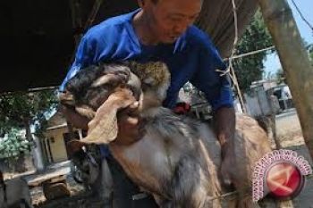 Wisman Asal Aljazair Sembelih Sendiri Hewan Kurbannya