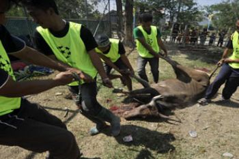 QURBAN