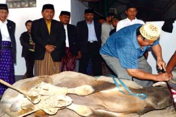 SEMBELIH HEWAN KURBAN