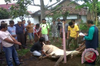Umat Islam Kembangkan Tabungan Hewan Kurban