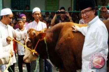 SBY Kurban Sapi Seberat 1,7 Ton 