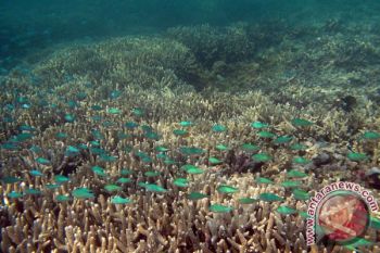Coral reefs as sustainer of food security