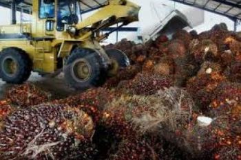 Pemerintah Tidak Revisi Aturan BK untuk CPO