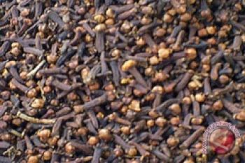 Petani Wawonii Nikmati Hasil Panen Cengkeh 