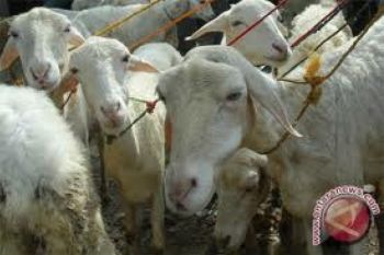 Jelang Idul Adha, Harga Kambing Merangkak Naik
