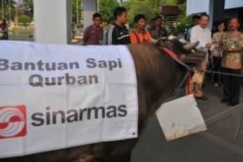 BANTUAN SAPI KURBAN