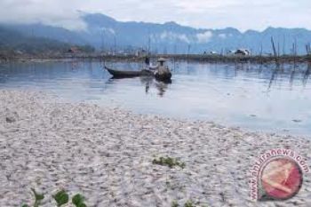 Ribuan Bangkai Ikan Terapung di Perairan Cilacap