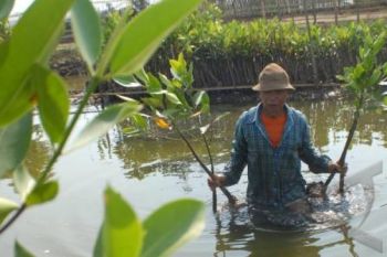 Tanam Mangrove, Pekalongan Siapkan 100 dolar AS 
