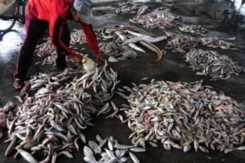 Pemkab Banjarnegara: Ketersediaan ikan cukup hingga lebaran
