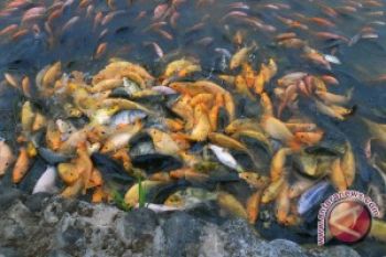 Rendah, Pemanfaatan Potensi Budi Daya Ikan Air Tawar
