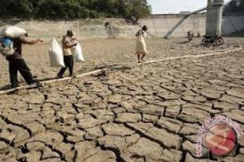 Ribuan Hektare Lahan Pertanian Terbengkalai