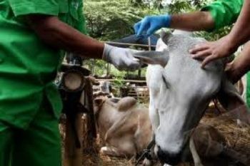 Pemkot Pekalongan Buka Posko Pengaduan Hewan Kurban