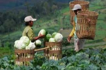 Stok Kosong, Harga Kubis Melonjak