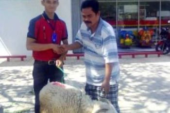 Alfamart Berbagi Hewan Kurban  untuk Masyarakat