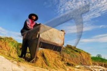 Harga Gabah di Sumbar Alami Kenaikan