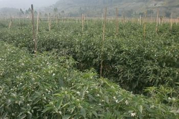 Pemprov Sumbar Berikan Pelatihan Budidaya Cabe Kopay