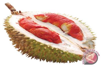 Petani Leuwidamar Banten kembangkan varietas durian merah