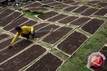Petani khawatir musim penghujan gagalkan panen cengkih