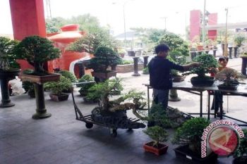 Aneka bonsai dipamerkan di halaman mal baturaja