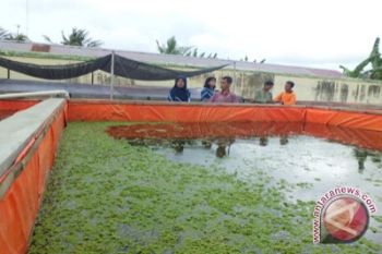 Realisasi produksi ikan capai 13.692,62 ton