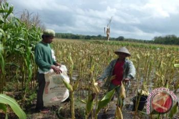 Petani Kulon Progo melakukan gerakan tanaman jagung