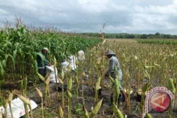 Pemkab Bantul programkan penanaman jagung 1.500 hektare 