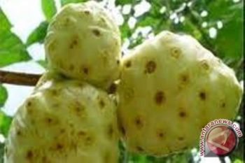 Mengkudu Dan Mangga Mengandung Bahan Imunomodulator