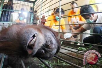 Video penyiksaan orang utan di Bandung beredar