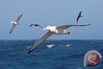 Burung laut dan Singa laut tercemar bikin heran para ahli