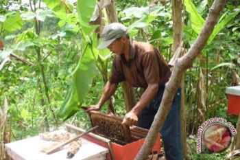 Produksi madu Kulon Progo turun