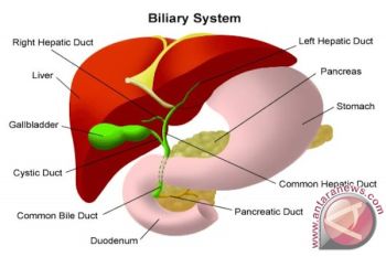 Inovasi operasi penyakit hati tingkatkan harapan hidup pasien