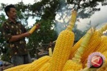 Produksi Jagung Sulteng Naik 23,58 Persen 