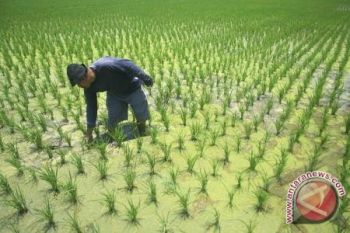 Jangan biarkan lahan pertanian Sumsel dialih fungsikan  
