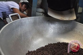 Panen kopi berlangsung, produksi kopi luwak digenjot