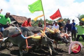 Kelompok Seni Makepung Kesulitan Biaya Pemeliharaan Kerbau