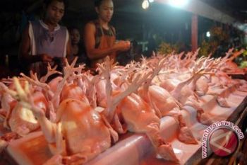 Harga Daging Ayam Palangka Raya Tidak Stabil 